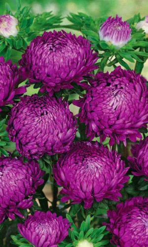 Астра БУКЕТНАЯ ЛИЛОВАЯ —