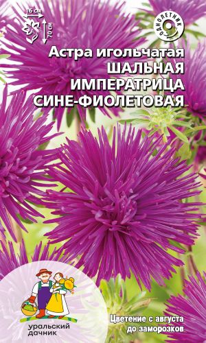 Астра ШАЛЬНАЯ ИМПЕРАТРИЦА СИНЕ-ФИОЛЕТОВАЯ — Игольчатая
