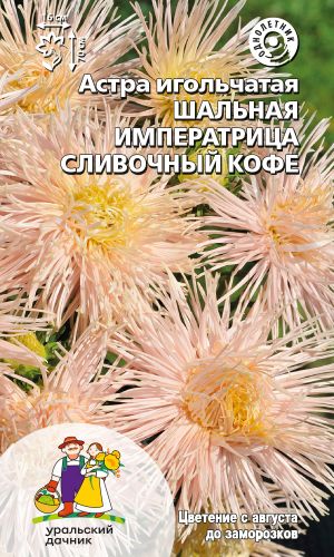 Астра ШАЛЬНАЯ ИМПЕРАТРИЦА СЛИВОЧНЫЙ КОФЕ — Игольчатая