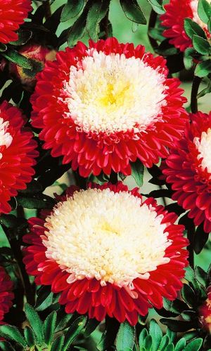 Астра ЗИМНЯЯ ВИШНЯ