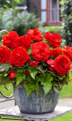 Бегония клубневая крупноцветковая КРАСНАЯ