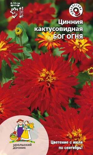 Цинния БОГ ОГНЯ кактусовидная