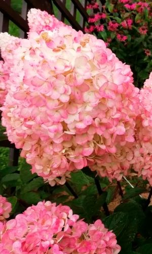 Гортензия МЭДЖИКАЛ СВИТ САММЕР