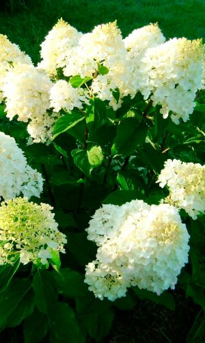 Гортензия СИЛЬВЕР ДОЛЛАР