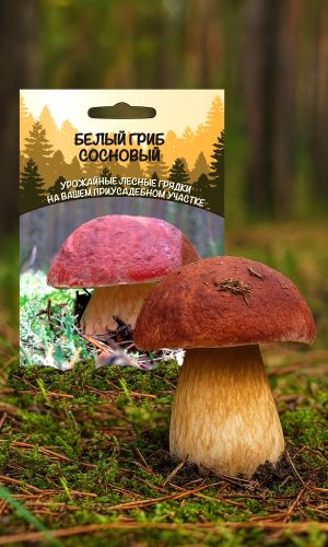 Грибы БЕЛЫЙ ГРИБ СОСНОВЫЙ