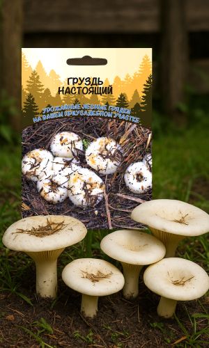 Грибы ГРУЗДЬ НАСТОЯЩИЙ
