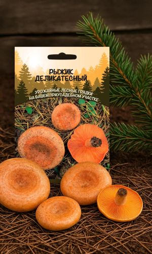 Грибы РЫЖИК ДЕЛИКАТЕСНЫЙ