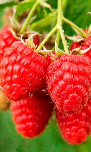 Малина КОНЁК ГОРБУНОК