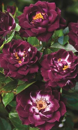 Роза ДАЙМОНД АЙС