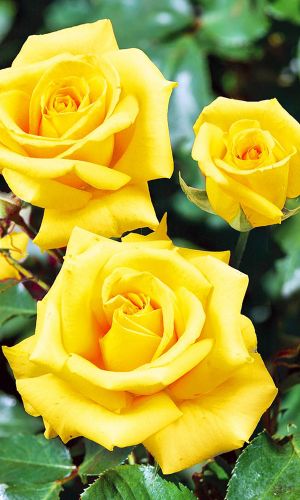 Роза САНЬКИНА ЛЮБОВЬ®