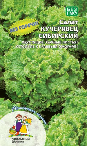 Салат КУЧЕРЯВЕЦ СИБИРСКИЙ