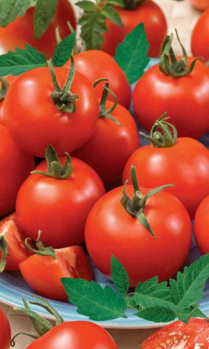 Томат ЧАРОДЕЙ — Вкус из детства! Не боится ни жары, ни холода! Плоды не трескаются! Для засолки и консервирования!