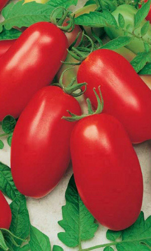 Томат КАСПАР УД — В засолке не лопается! Мясистый, мало семян в плодах! Лидер у садоводов!