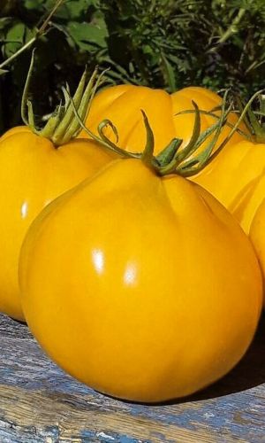 Томат СИБИРСКАЯ ГРУША ЖЁЛТАЯ