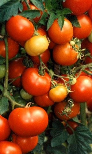 Томат УРАЛЬСКИЙ ДАЧНИК — Раннее и дружное плодоношение! Отличные вкусовые качества!