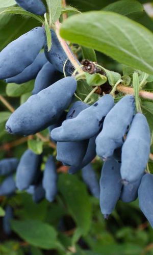 Жимолость ГОЛУБОЕ ВЕРЕТЕНО