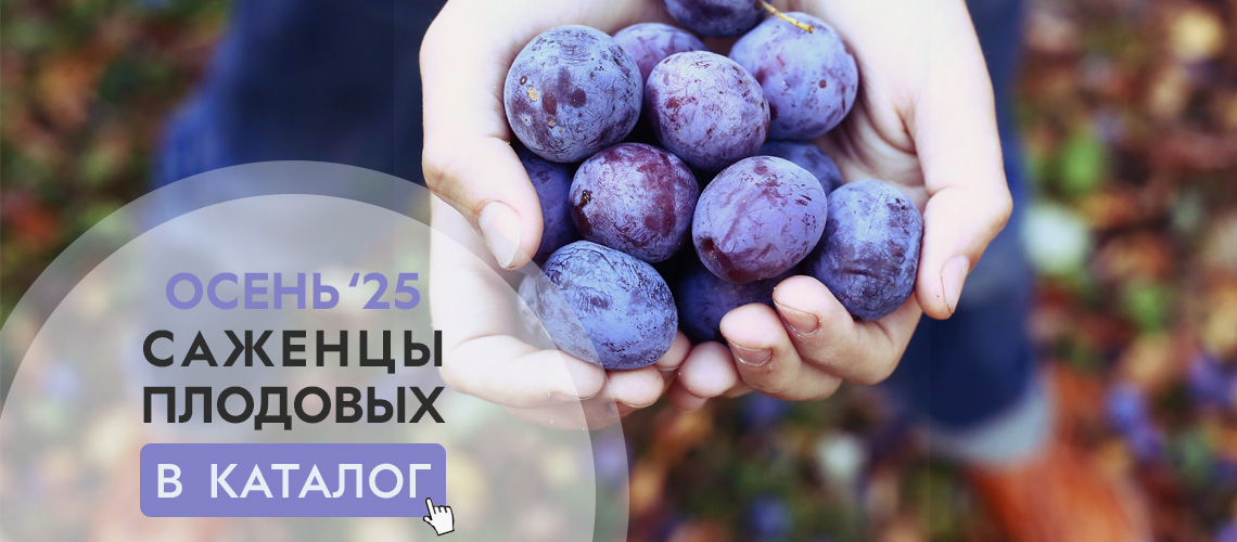 Саженцы плодовых