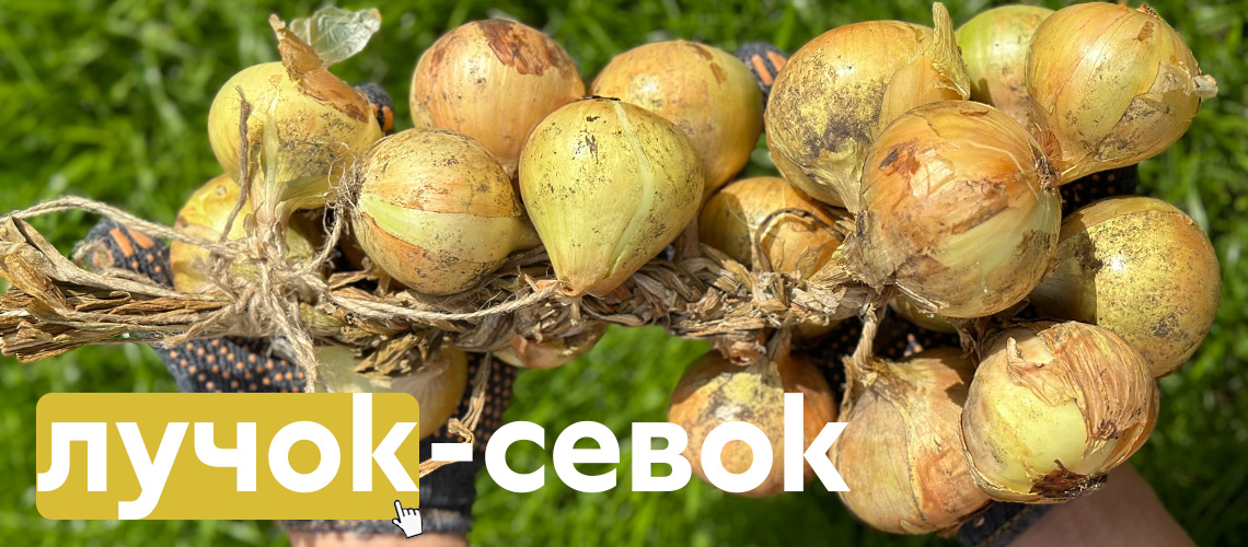 Лук-севок - с доставкой!