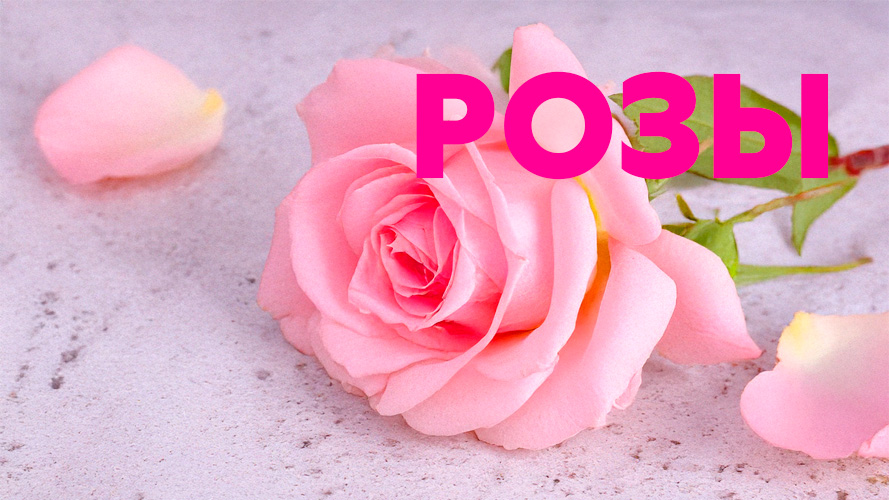 Коллекция саженцев роз на весну 2026